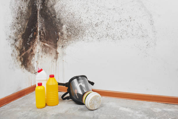 Best Black Mold Removal  in Farmersville, TX