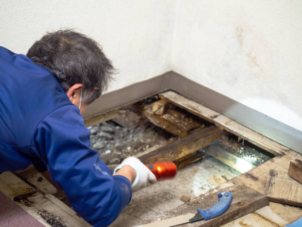 Best Toxic Mold Removal  in Farmersville, TX