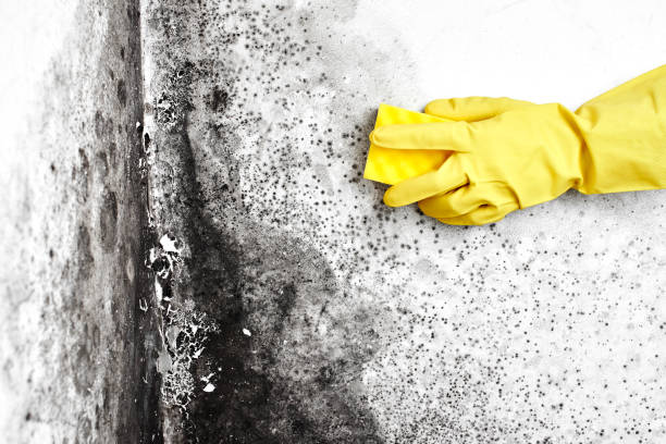 Best Certified Mold Removal  in Farmersville, TX