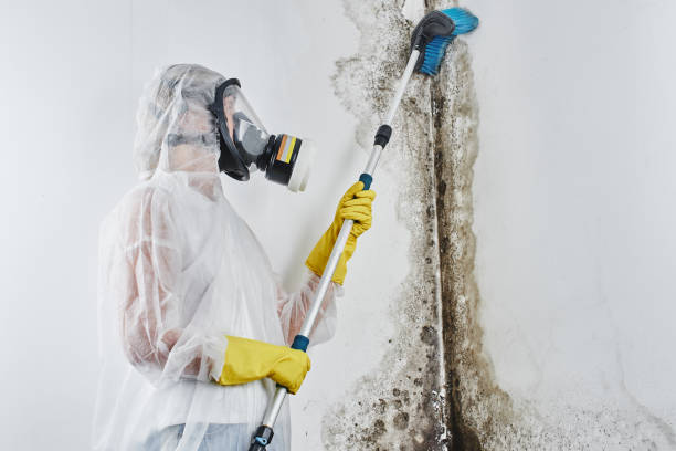 Farmersville, TX Mold Removal Company