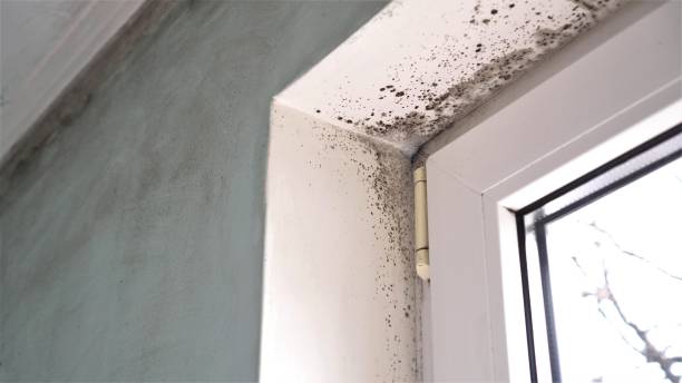 Office Mold Removal Services in Farmersville, TX