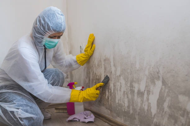 Best Local Mold Removal Service  in Farmersville, TX