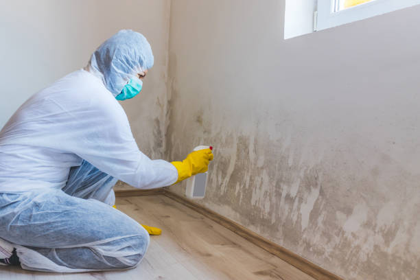 Best Attic Mold Removal  in Farmersville, TX