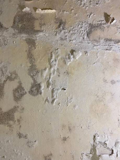 Best Mold Damage Repair  in Farmersville, TX