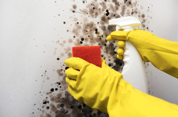 Best Commercial Mold Removal  in Farmersville, TX