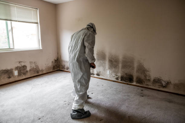 Best Best Mold Removal Companies  in Farmersville, TX