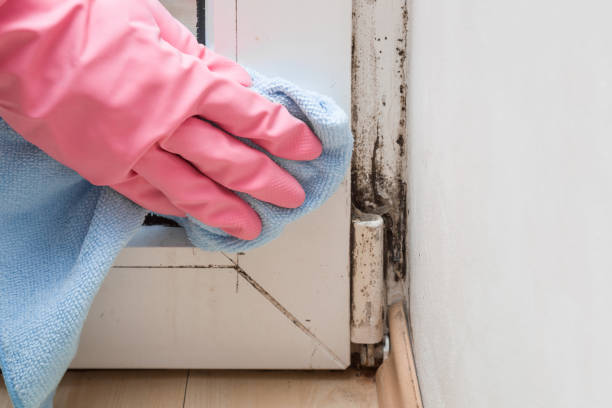 Mold Testing and Removal in Farmersville, TX