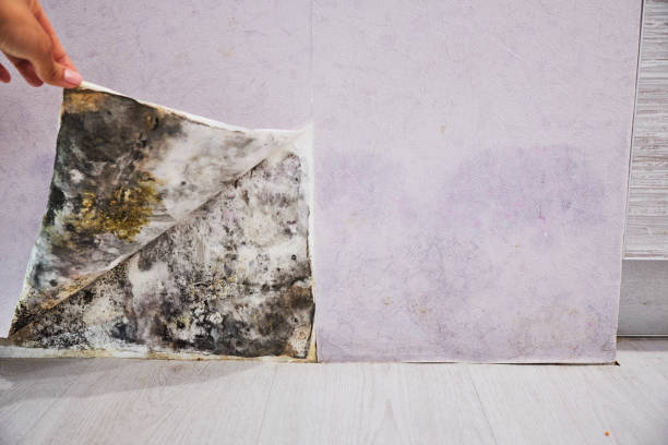 Best Mold Removal Company Near Me  in Farmersville, TX
